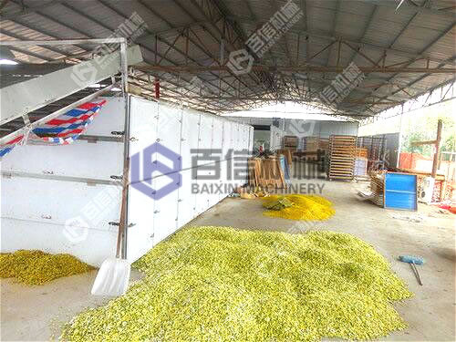 懷菊花烘干設備現場(chǎng)